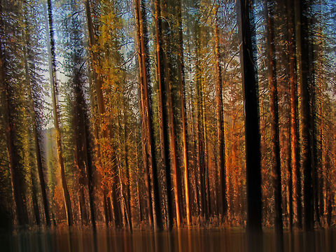 American history Tree 4 Wonderful abstract photograph of an American forest where the photographer has worked the light to make it look like a painting. Abstract,California,United States,Yosemite,tree