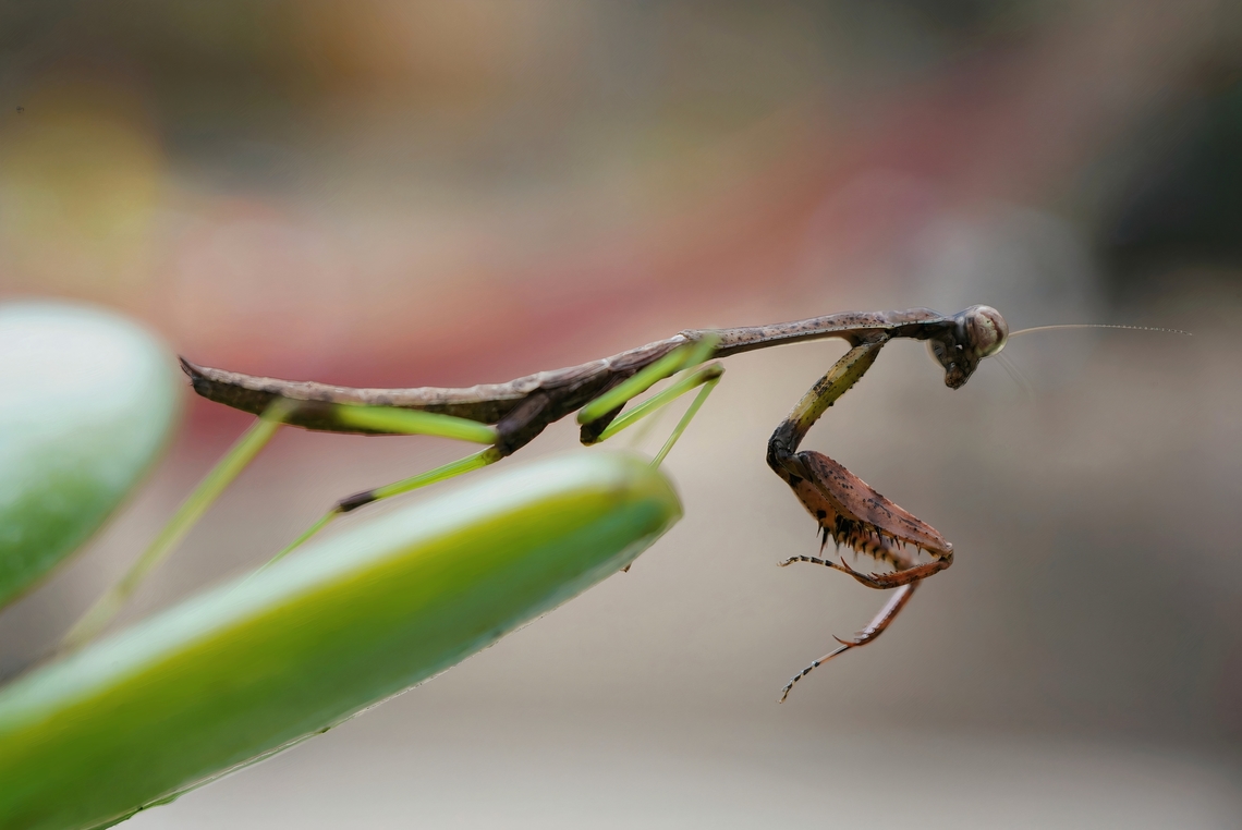Carolina Mantis Hunting  Carolina Mantis,Geotagged,Green,Stagmomantis carolina,Summer,United States,brown,hunting,praying mantis