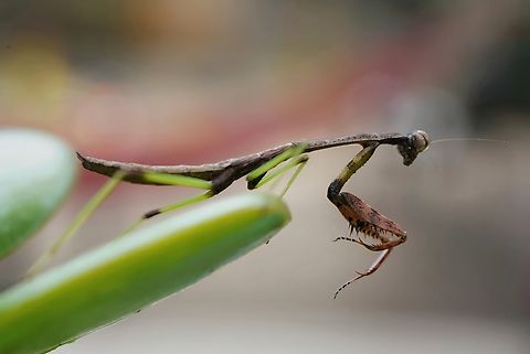 Carolina Mantis Hunting  Carolina Mantis,Geotagged,Green,Stagmomantis carolina,Summer,United States,brown,hunting,praying mantis
