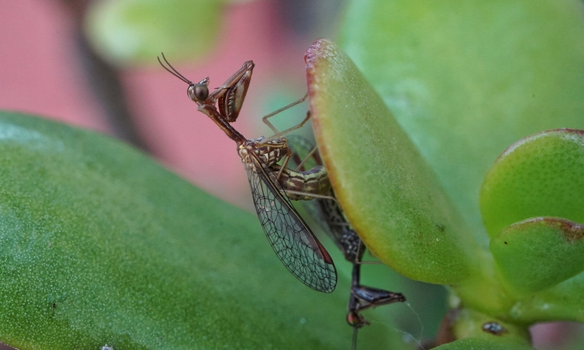 Mantid Flys Mating  Dicromantispa sayi,Geotagged,Mantidfly,Say's Mantidfly,Summer,United States,brown,mating