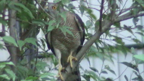 hawk  Black-collared Hawk,Busarellus nigricollis,Geotagged,Sri Lanka