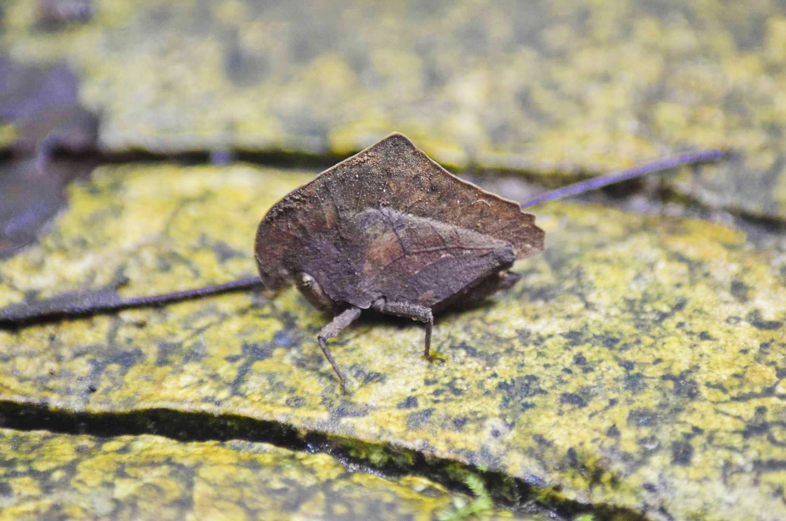Unknown Dead Leaf Grasshopper -update-<br />
this species could be Hypsaeus westwoodi Dead Leaf Mimicking Grasshopper,mimicry