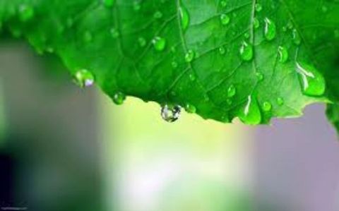 Rain drops falling from the leaf. In this picture the rain drops are falling from an Aspen leaf. Drops falling,Rain drops,Toothed leaves