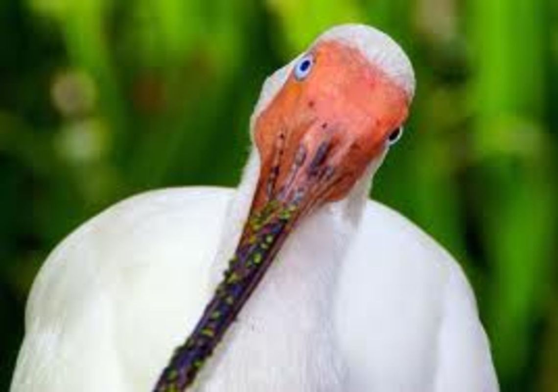 American White Ibis In this pic a White American Ibis is watching at the camera.<br />
 American White Ibis,Eudocimus albus