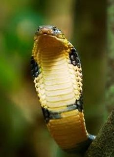 King Cobra In this pic a King Cobra of yellow and black color is ready to attack. King cobra,Ophiophagus hannah