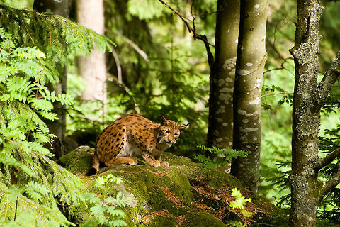 Lynx Germany A Lynx in a woodland setting. Big Cats,Eurasian Lynx,Felines,Germany,Lynx,Lynx lynx,Mammals