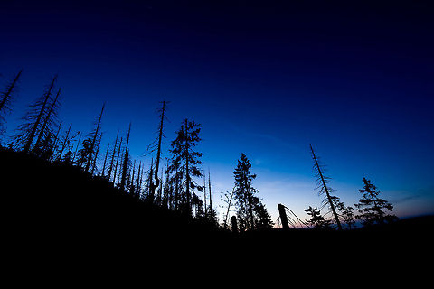 Night Shot Germany Night forest shot in Germany. Germany,Landscapes,Night