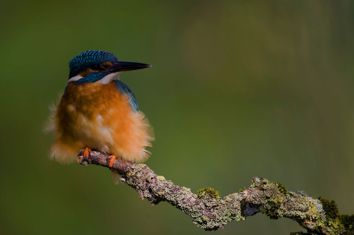 Kingfisher Biesbosch Netherlands Kingfisher closeup portrait in the Netherlands. This bird is not very often seen there. Alcedinidae,Alcedo atthis,Biesbosch,Birds,Common Kingfisher,Kingfisher,The Netherlands