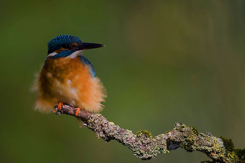 Kingfisher Biesbosch Netherlands Kingfisher closeup portrait in the Netherlands. This bird is not very often seen there. Alcedinidae,Alcedo atthis,Biesbosch,Birds,Common Kingfisher,Kingfisher,The Netherlands
