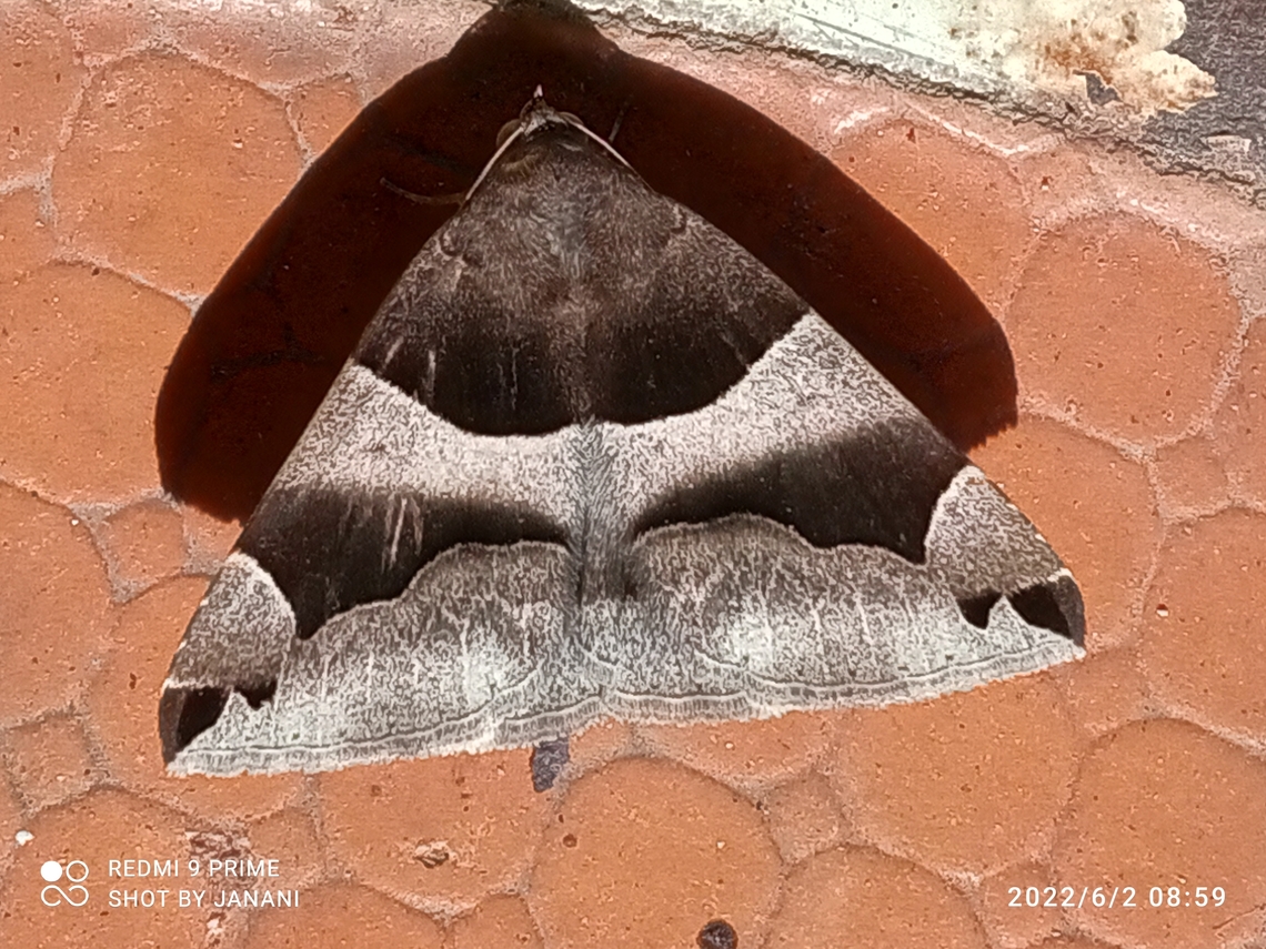 Erebid Moth - Dysgonia stuposa  Dysgonia stuposa,Geotagged,India,Spring