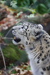 Snow Leopard  Snow leopard,Uncia uncia