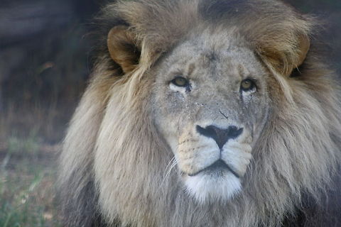 Lion Portrait  Lion,Panthera leo