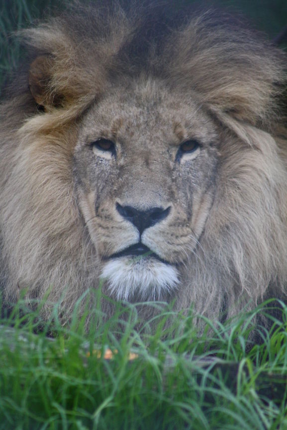 Lion  Lion,Panthera leo