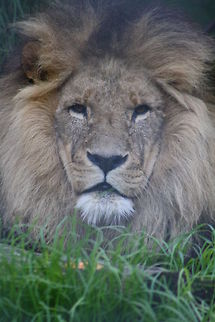 Lion  Lion,Panthera leo