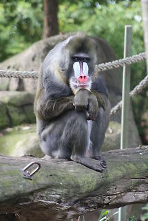 Mandrill  Mandrill,Mandrillus sphinx
