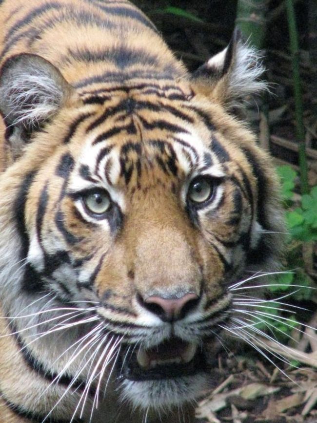 Sumatran Tiger closeup  Panthera tigris sumatrae,Sumatran tiger