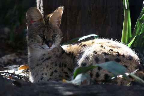 Serval in hearing mode  Leptailurus serval,Serval