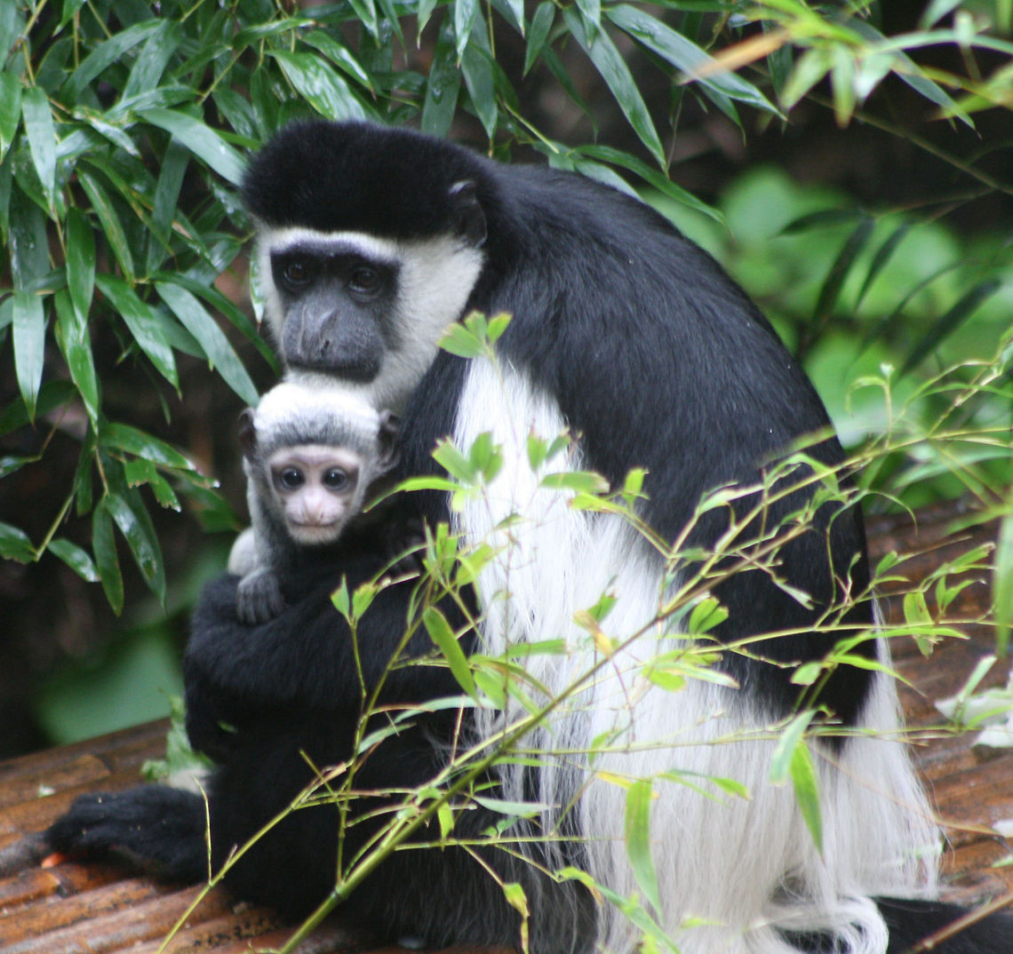 Black and  White Colobus Their habitat is found in a range of woodedareas, incliding all types of closed canopy forests up to an altitude of 4500m, gallery forest and wooded savannah, with a particular preference for degraded or secondary forest. They are found in Central Africia. Colobus guereza,Mantled guereza