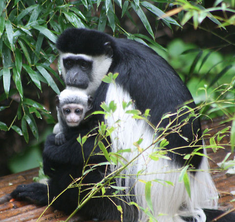 Black and  White Colobus Their habitat is found in a range of woodedareas, incliding all types of closed canopy forests up to an altitude of 4500m, gallery forest and wooded savannah, with a particular preference for degraded or secondary forest. They are found in Central Africia. Colobus guereza,Mantled guereza