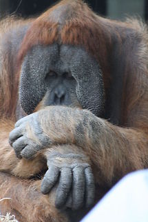 Sumatran Orang  Pongo abelii,Sumatran orangutan