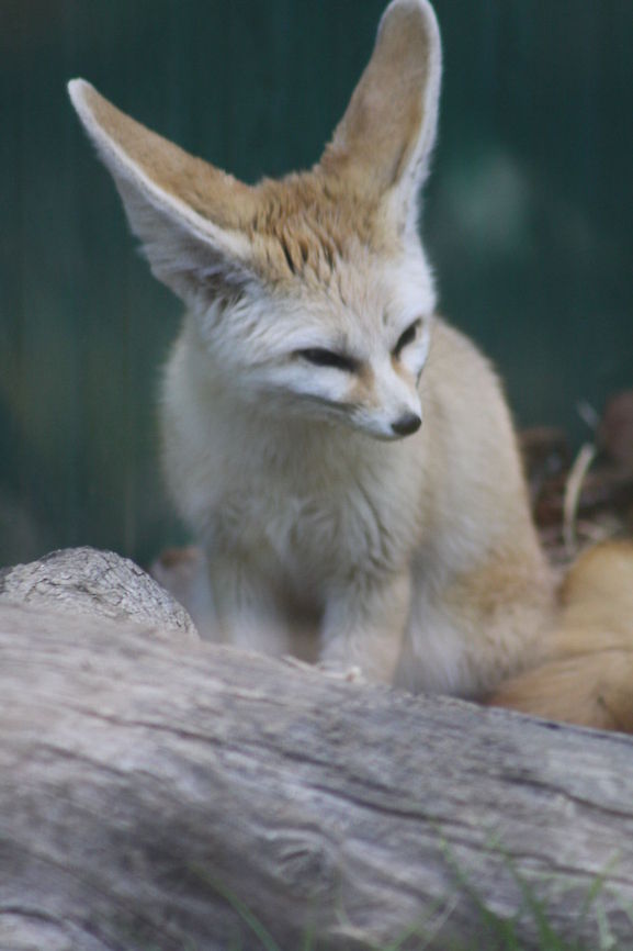 Fennec fox  Fennec fox,Vulpes zerda