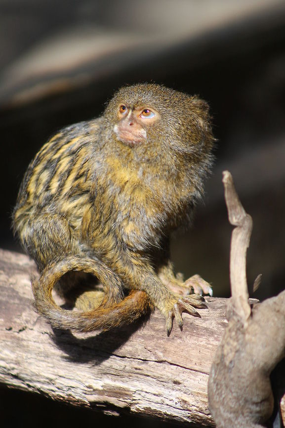 Pygmy marmoset pose  Cebuella pygmaea,Pygmy marmoset
