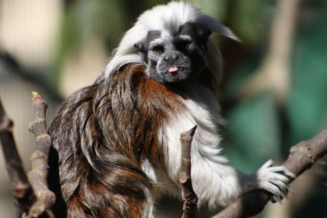 Cotton-Top Tamarin sticking out tongue  Cotton-Top Tamarin,Saguinus oedipus