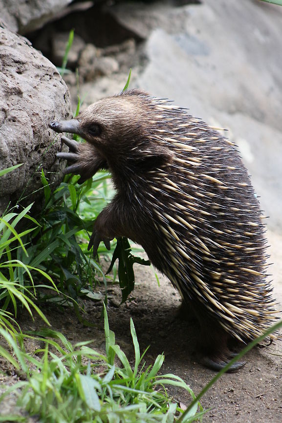 Short-beaked Echidna  Short-beaked echidna,Tachyglossus aculeatus