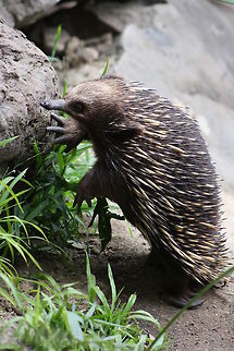 Short-beaked Echidna  Short-beaked echidna,Tachyglossus aculeatus