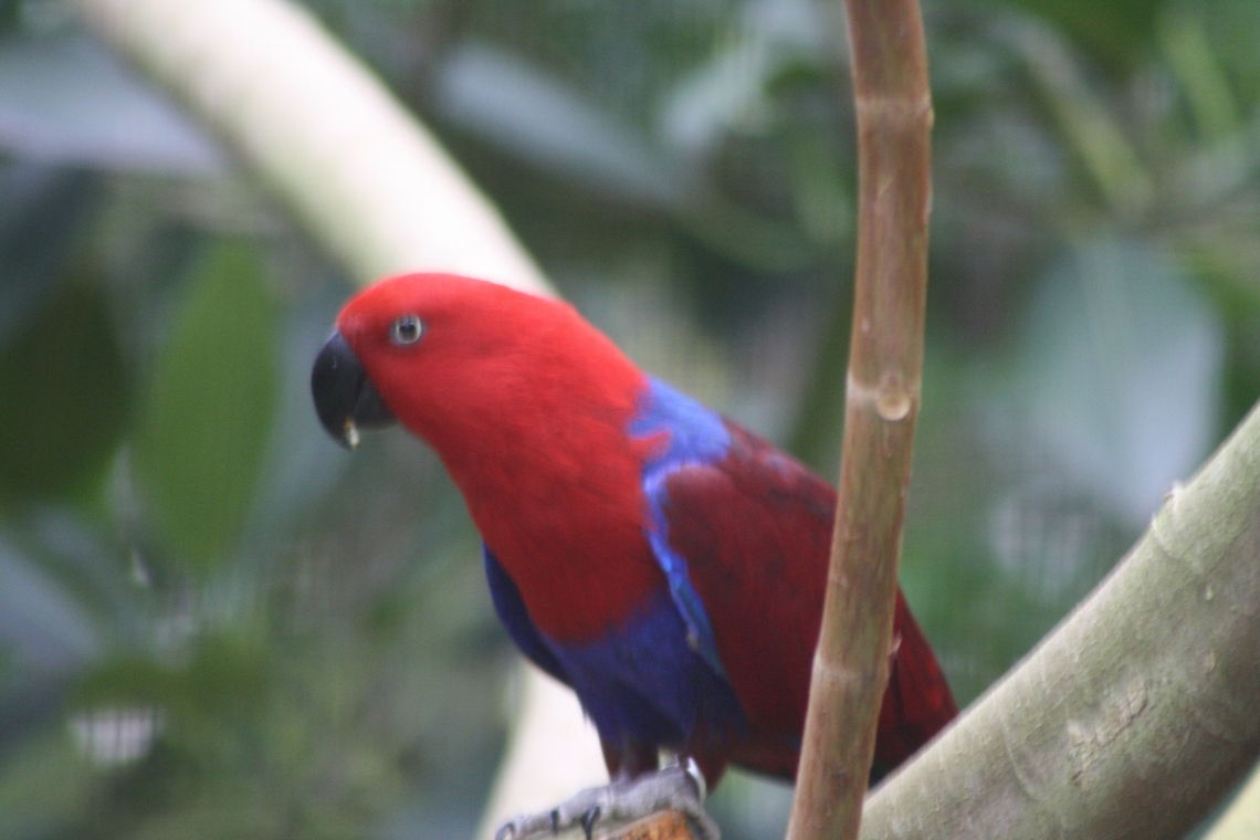 Eclectus Parrot (Female)  Eclectus Parrot,Eclectus roratus