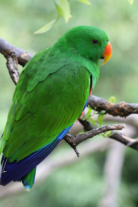 Electus Parrot_(Male)  Eclectus Parrot,Eclectus roratus