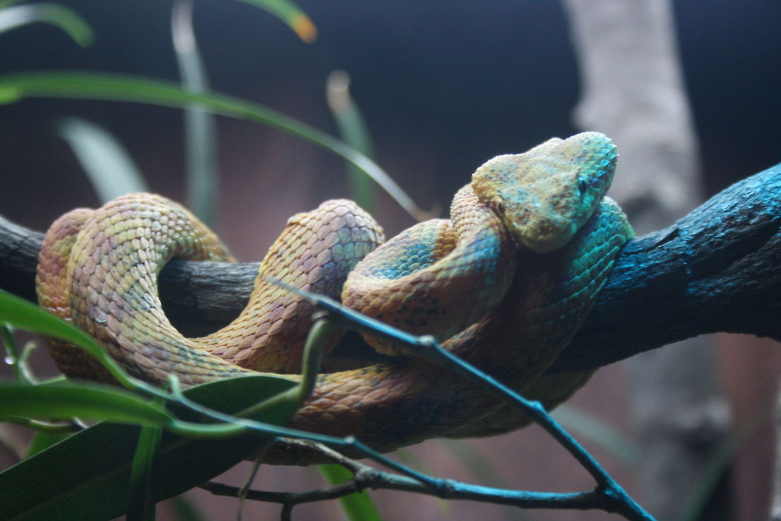 Eyelash Viper curled around tree  Bothriechis schlegelii,Eyelash Viper