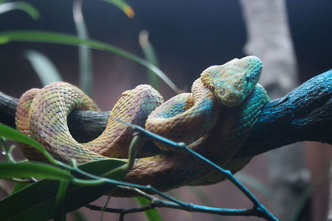 Eyelash Viper curled around tree  Bothriechis schlegelii,Eyelash Viper