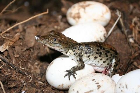 Philippine Crocodile hatchling Crocodylus mindorensis,Philippine Crocodile
