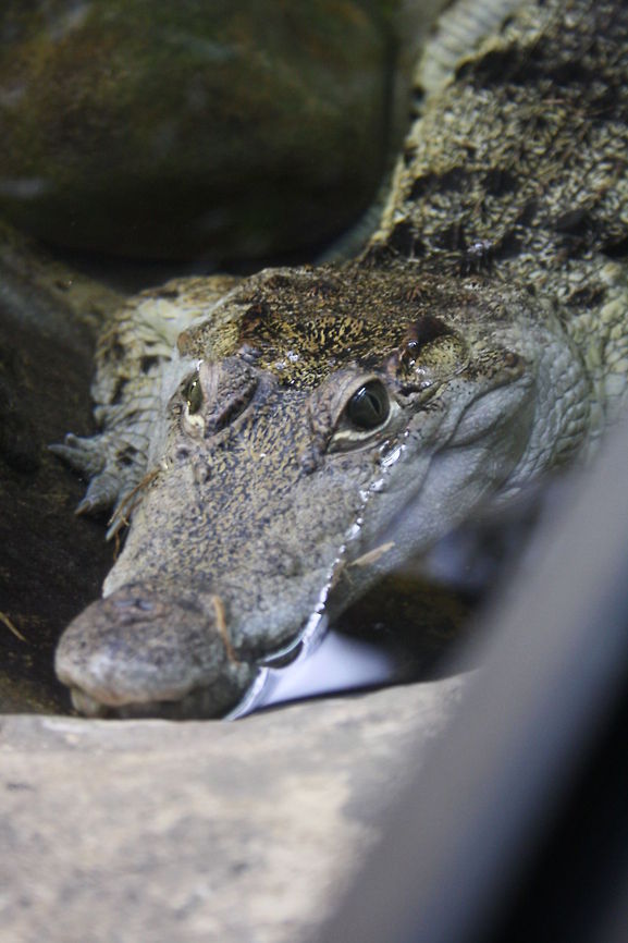 Philipine Crocodile stare  Crocodylus mindorensis,Philippine Crocodile