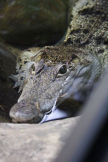 Philipine Crocodile stare  Crocodylus mindorensis,Philippine Crocodile