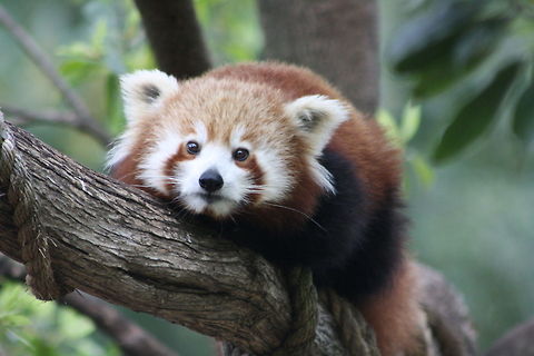 Red Panda cuteness  Ailurus fulgens,Red panda