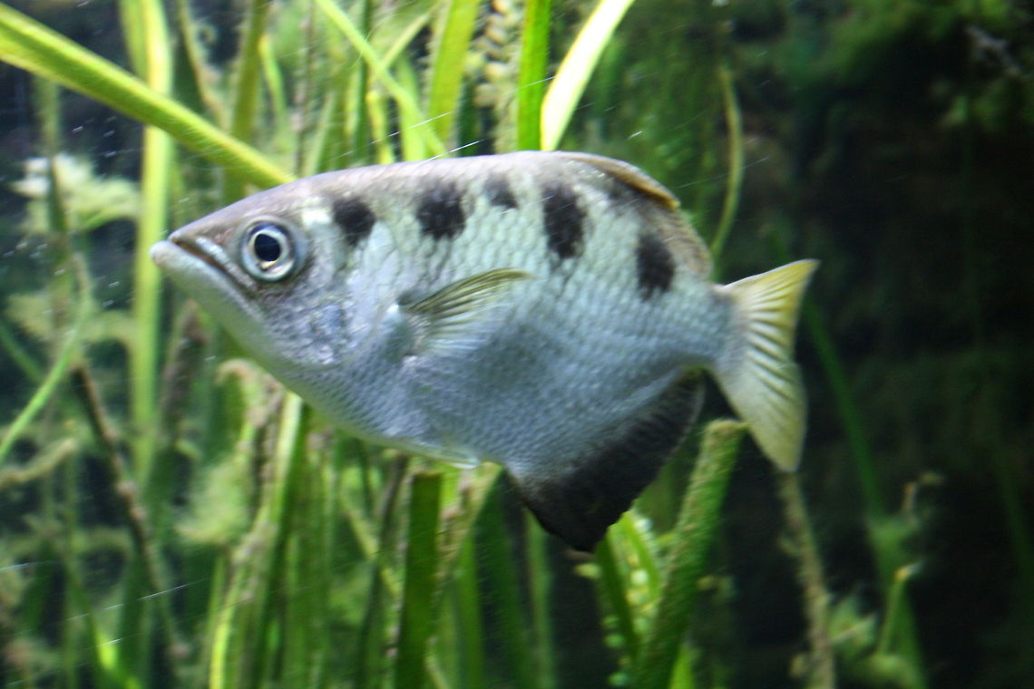Banded archerfish Archer Fish.  Endemic to Australia and New Guinea, it is found in permanent freshwater courses of far northern Queensland, Nt and Western Australia<br />
 Banded archerfish,Toxotes jaculatrix