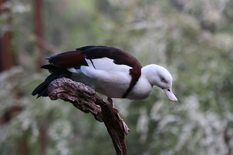 Rajah Shelduck  Raja Shelduck,Tadorna radjah