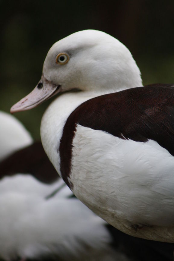 Rajah Shelduck closeup  Raja Shelduck,Tadorna radjah