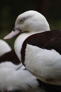 Rajah Shelduck closeup  Raja Shelduck,Tadorna radjah