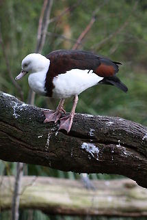 Rajah Shelduck - 2  Raja Shelduck,Tadorna radjah