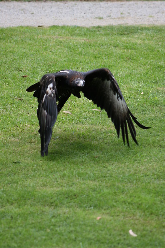 Wedge-tailed eagle taking of Wedge tailed Eagle Aquila audax,Wedge-tailed eagle