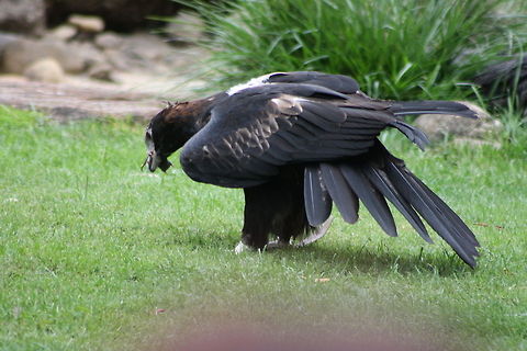 Wedge-tailed eagle on ground Wedge tailed Eagle Largest Australian bird of prey.  Found in most parts of Australia, also in New Guiena an Tasmania but population is endangered there.  Wing span 2.8 metres which helps in soaring
 Aquila audax,Wedge-tailed eagle