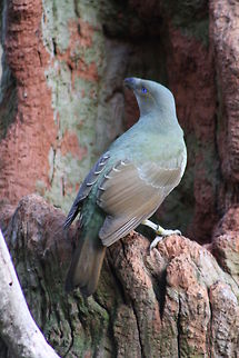 Satin Bowerbird on bark of tree  Ptilonorhynchus violaceus,Satin Bowerbird