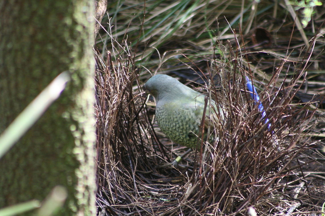 Satin Bower Bird Satin Bower Bird in his bower, notice the blue pen this is used to attract a mate, the colour not the fact it&#039;s a pen<br />
 Ptilonorhynchus violaceus,Satin Bowerbird