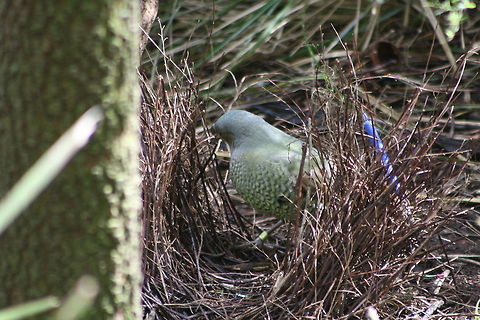 Satin Bower Bird Satin Bower Bird in his bower, notice the blue pen this is used to attract a mate, the colour not the fact it's a pen
 Ptilonorhynchus violaceus,Satin Bowerbird