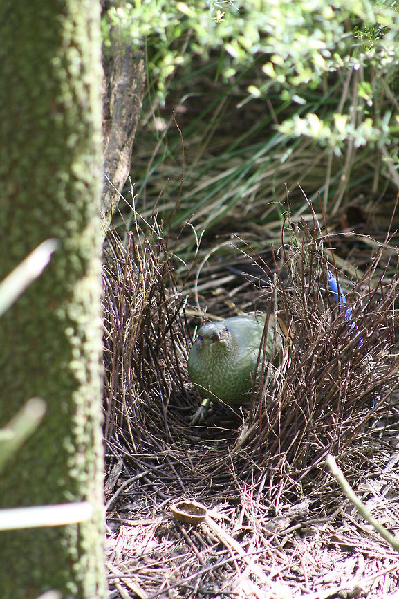 Satin Bower Bird awaiting mate  Ptilonorhynchus violaceus,Satin Bowerbird