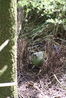 Satin Bower Bird awaiting mate  Ptilonorhynchus violaceus,Satin Bowerbird
