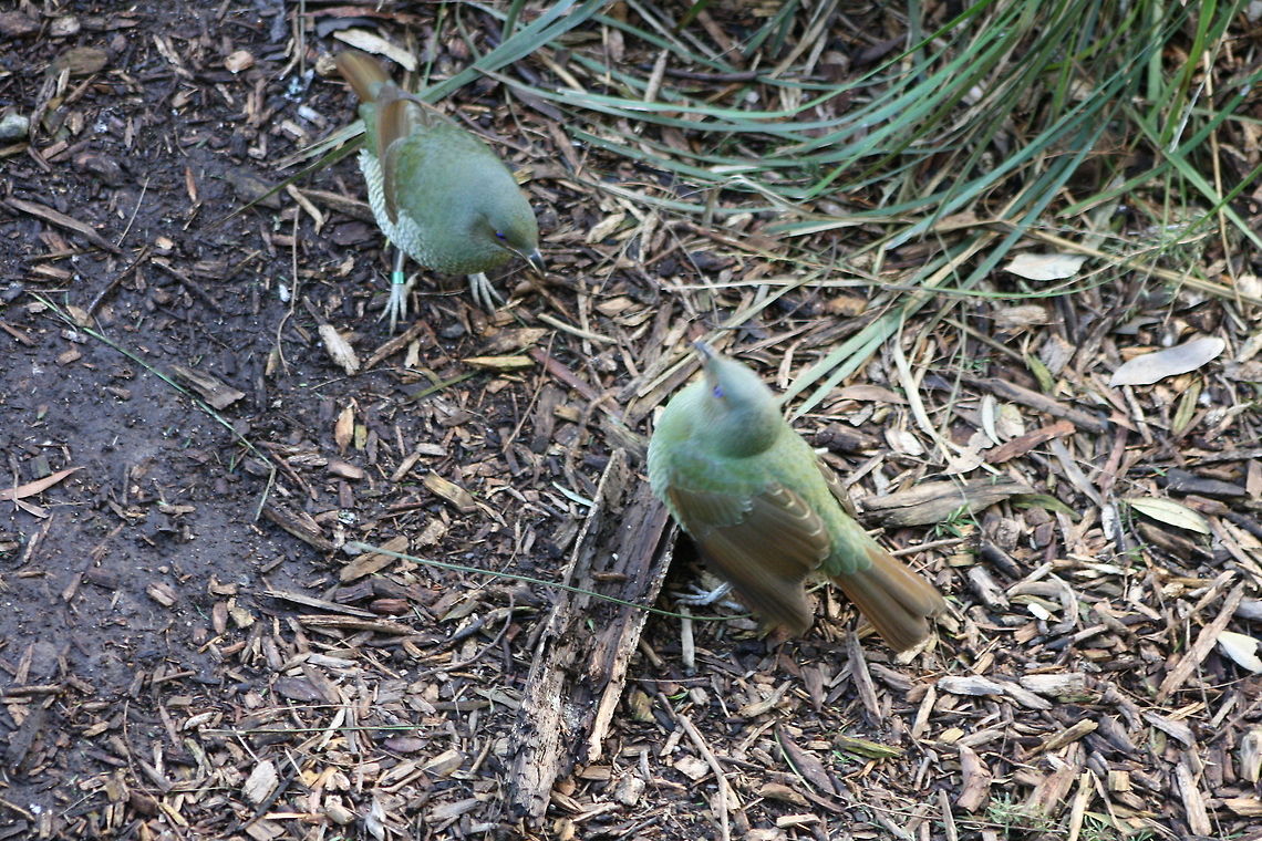 Satin Bowerbird mates  Ptilonorhynchus violaceus,Satin Bowerbird